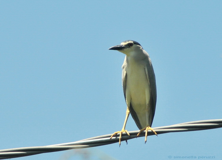 Nycticorax nycticorax - Nitticora